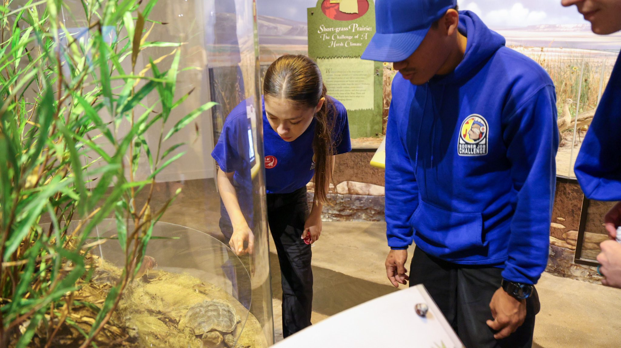 A male and female student looking at a snapping turtle behind a glass exhibit case.