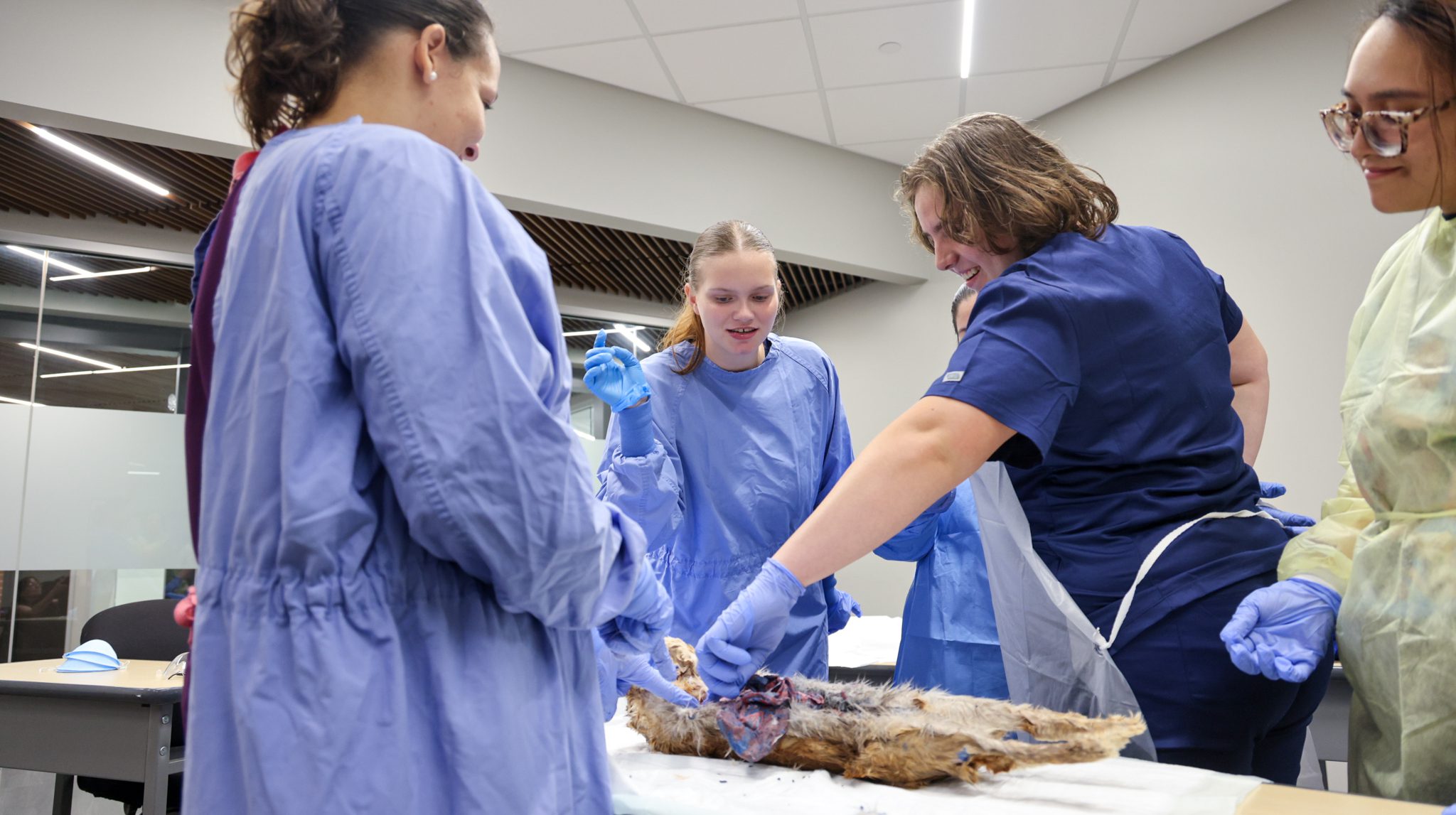 Two female vet tech students looking at a bunny on the table with the instructor looking on as one of the students touches the rabbit.