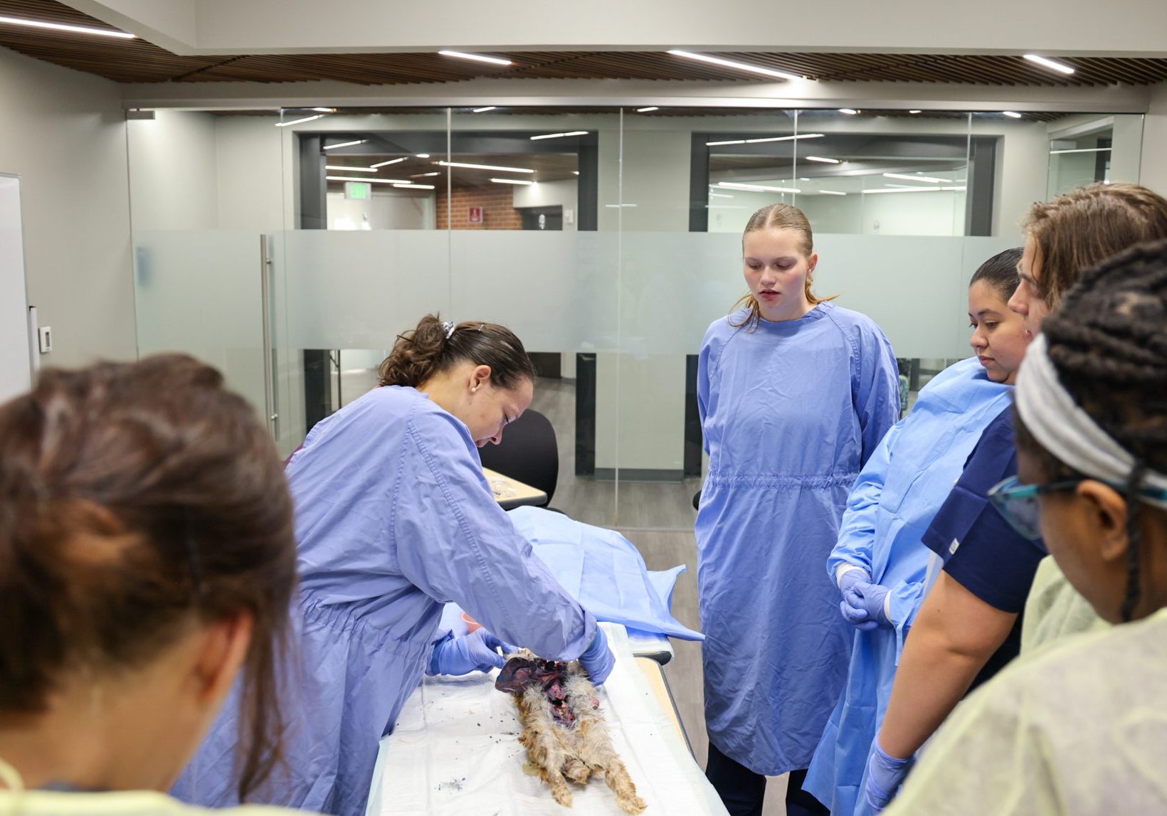 Female vet tech student watching instructor dissect a rabbit.